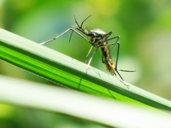 Toxorhynchites splendens