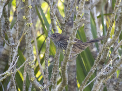 Poodytes punctatus punctatus