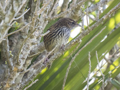 Poodytes punctatus punctatus