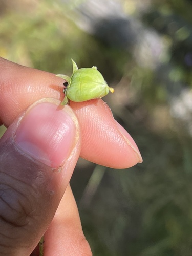 iNaturalist observation photo of flowering plants