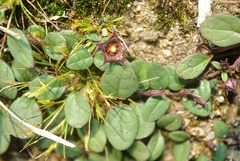 Ceropegia coddii image