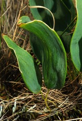 Eriospermum abyssinicum