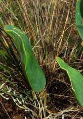 Eriospermum abyssinicum
