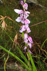 Gladiolus densiflorus