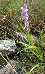 Gladiolus densiflorus