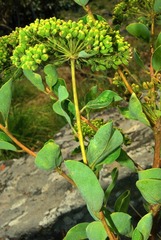 Heteromorpha