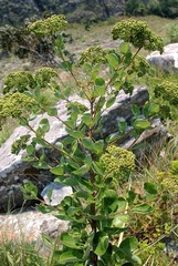 Heteromorpha