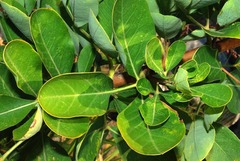 Heteromorpha