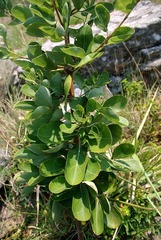 Heteromorpha