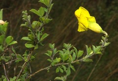 Pearsonia aristata
