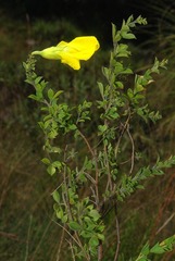 Pearsonia aristata