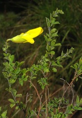 Pearsonia aristata