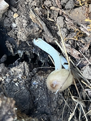 iNaturalist observation photo of Bolbitius