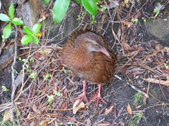 Gallirallus australis scotti