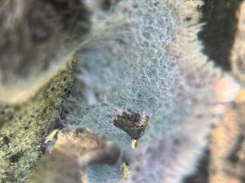 iNaturalist observation photo of Purple Fuzz