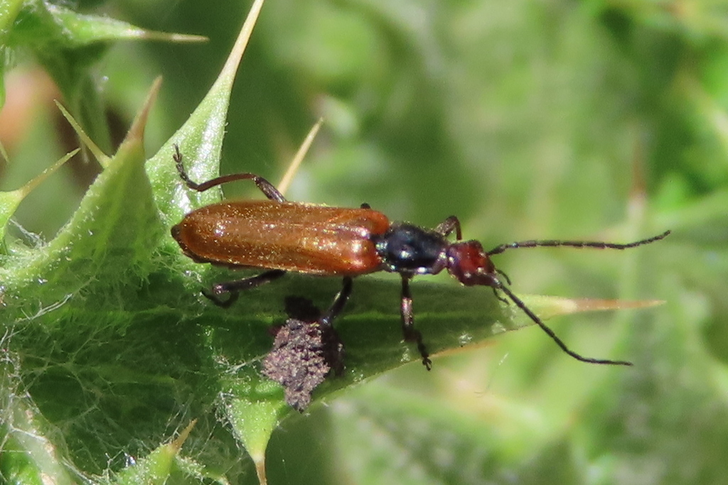 Rhagonycha nigritarsis from Crete, Greece on May 18, 2023 at 1242 PM