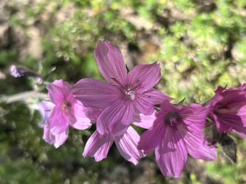 iNaturalist observation photo of checkerbloom