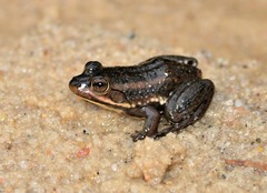 Lithobates virgatipes