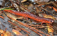 Pseudotriton montanus montanus