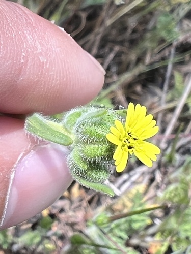 iNaturalist observation photo of grassy tarweed