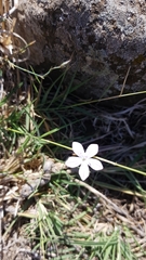 Dianthus strictus
