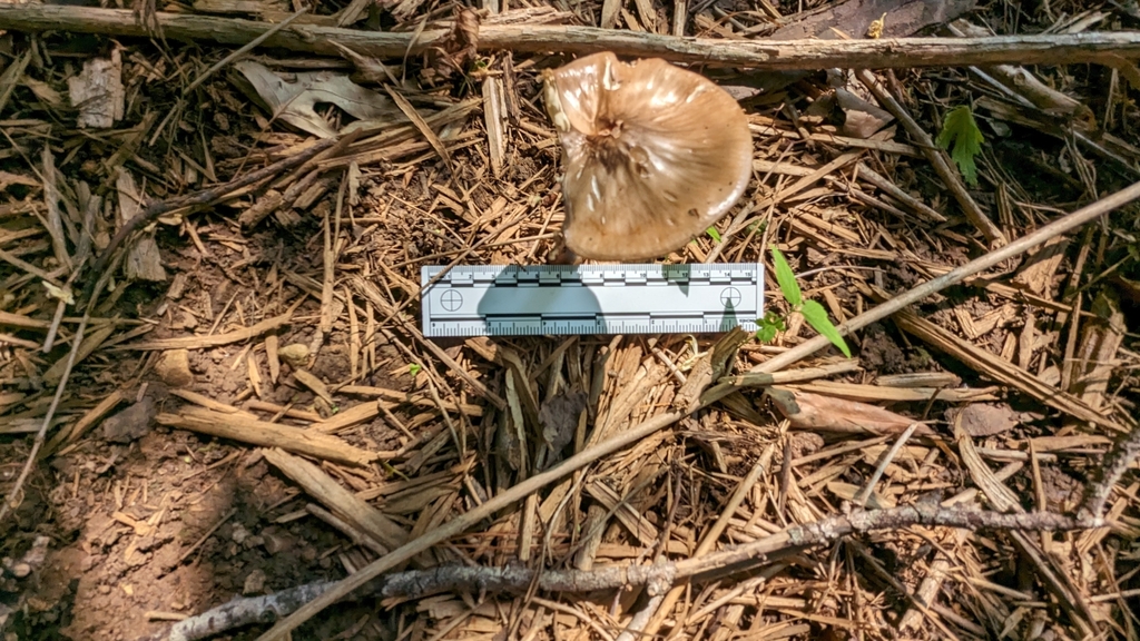 Beech Rooter lesser rooting xerula from Monroe County, US-IN, US on May 18, 2023 at ...