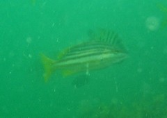 Lutjanus carponotatus