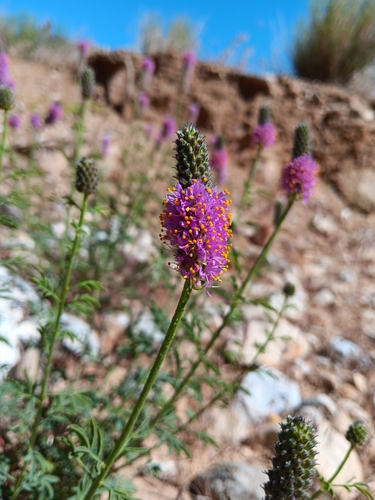 Searls' prairie clover (Dalea searlsiae)