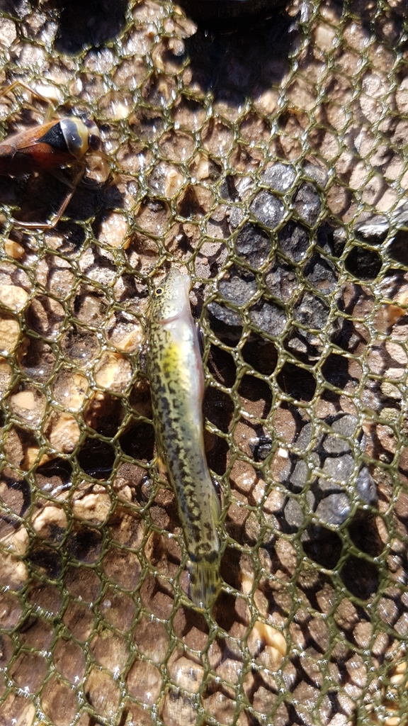 Leopard loach (Oxynoemacheilus panthera) — Nemacheilidae