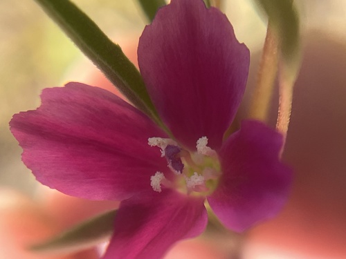 iNaturalist observation photo of four-spot