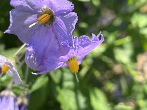iNaturalist observation photo of bluewitch nightshade