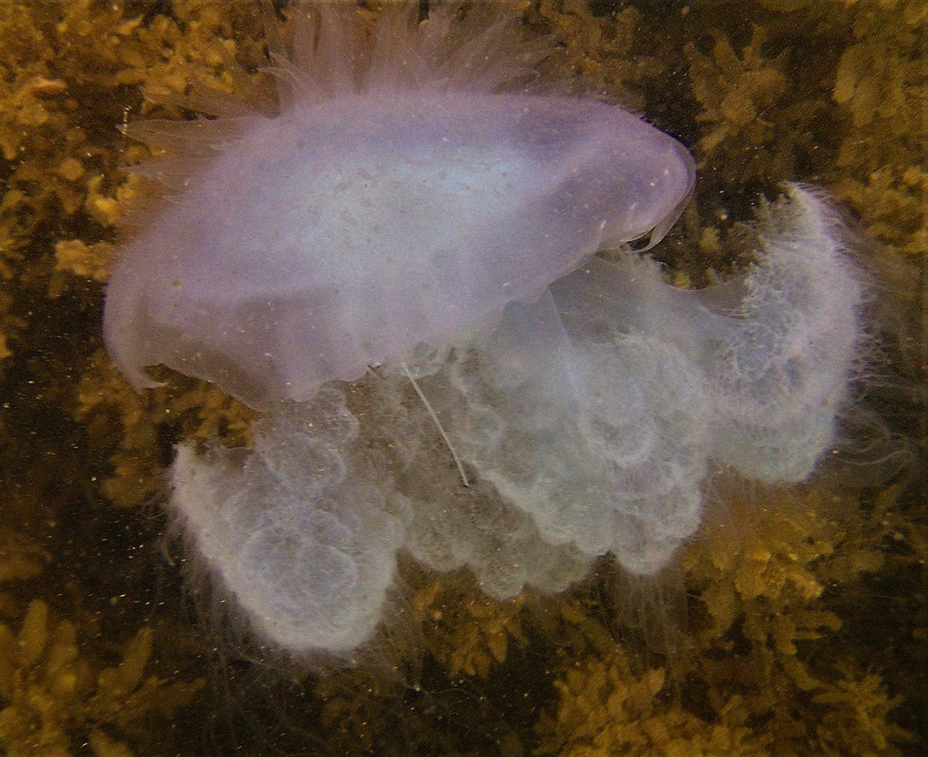 Lobonema smithii
