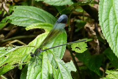 Psolodesmus mandarinus