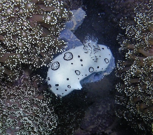 Mourning Dorid