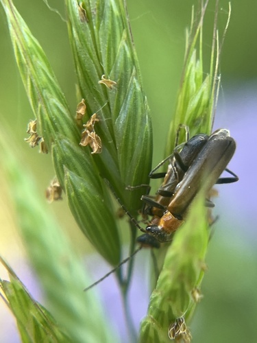 iNaturalist observation photo of Podabrini