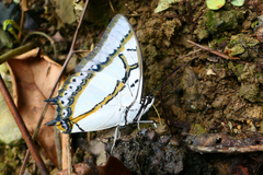 Polyura eudamippus formosana