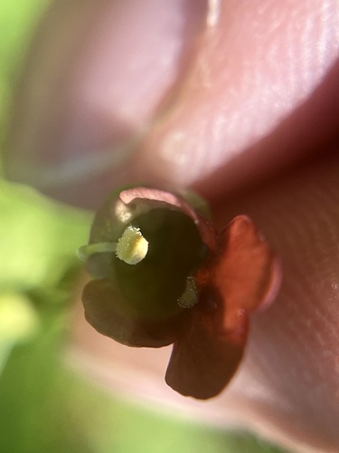 iNaturalist observation photo of California beeplant