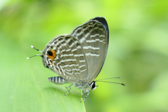 Jamides alecto dromicus