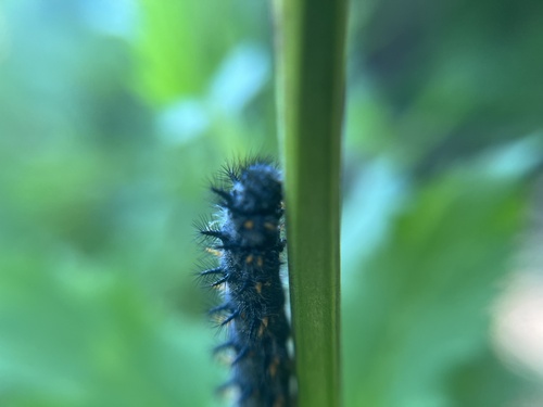 iNaturalist observation photo of Euphydryas