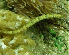 Syngnathidae