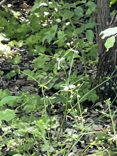 iNaturalist observation photo of California Thrasher