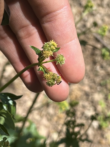 iNaturalist observation photo of Pacific Sanicle