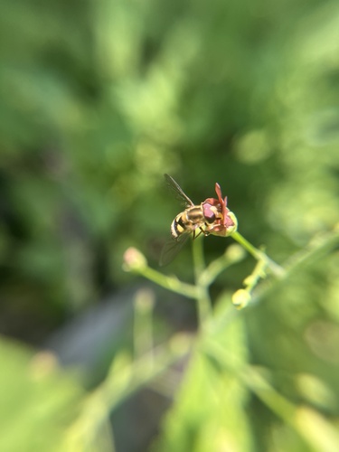 iNaturalist observation photo of Syrphini