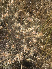Eriogonum effusum