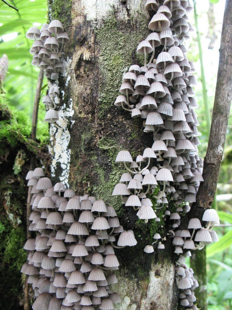 Coprinellus disseminatus · January 2008 · photo: © vilseskog (iNaturalist, cc-by-nc)