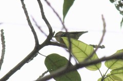 Periparus venustulus