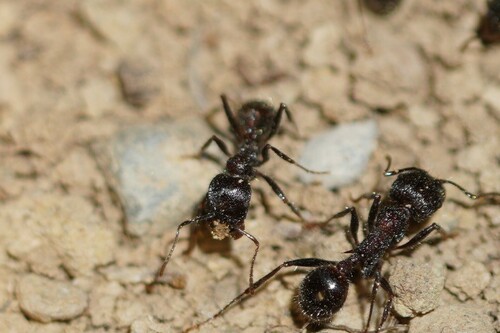 iNaturalist observation photo of Andre's Harvester Ant