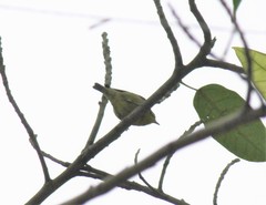 Periparus venustulus