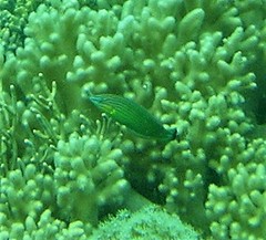 Halichoeres melanurus