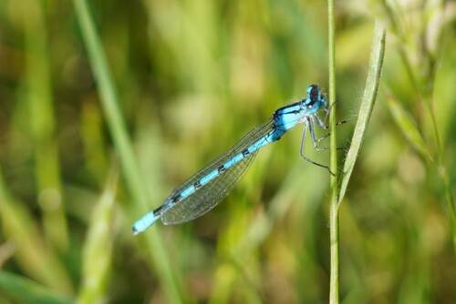 iNaturalist observation photo of Bluets